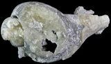 Crystal Filled Fossil Whelk - Rucks Pit, FL #69068-3